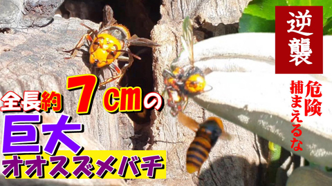 【逆襲!!】全長７センチの巨大オオスズメバチが危険すぎる！木の中には５０センチの巨大な巣が登場!!300匹以上のオオスズメバチがびっしり・・・