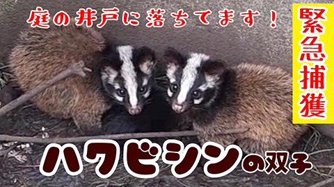「庭の井戸にハクビシンが落ちてます！」とお客様から問合せ！なんと井戸の中には、ハクビシンの双子ちゃんが！？