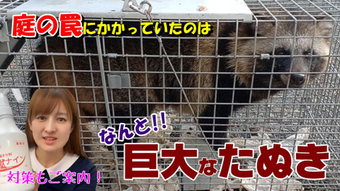 庭の罠に「巨大たぬきが！」住宅街でもタヌキ増えてます！すぐできる簡単対策をご案内